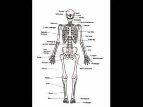 Joints are locations in the body where bones meet. CSEC PE Lecture: The skeletal system - types of synovial ...