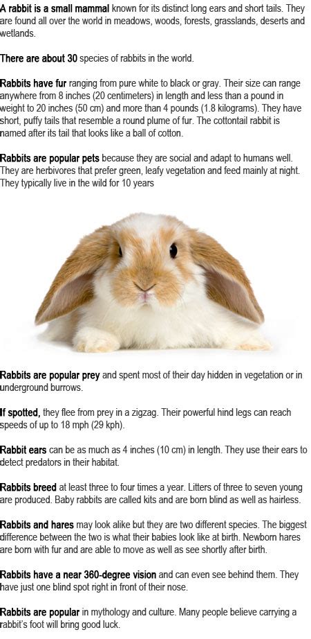 Rabbit Facts For Kids Childhood Education