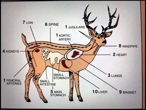 Horrible Deer Diagrams