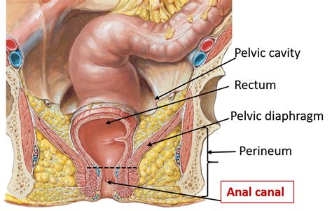 Perineum Anal Canal Anatomy Qa