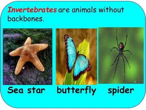 They range from well known animals such as jellyfish, corals, slugs, snails, mussels, octopuses, crabs etc. Classify animals