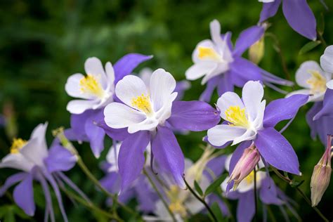 At this grow facility, the employees started feeding the plants too frequently: Growing Columbine Flower - How To Care For Columbine
