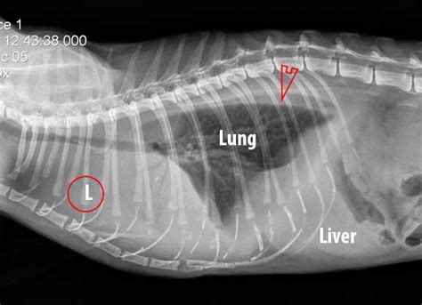 Learn How To Read A Cat X Ray Long Beach Animal Hospital