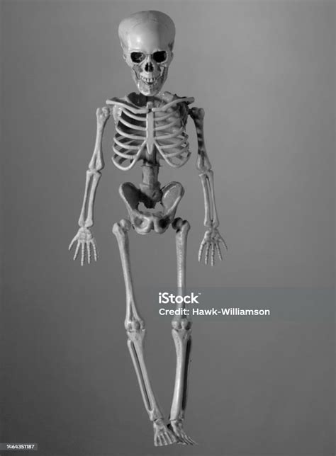 Skeleton Still Life Photographs Of Homemade Charcoal Covered Fake Human