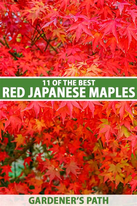 11 Of The Best Red Japanese Maples For Your Garden