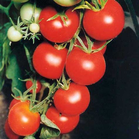 Tamina Tomaten Samen Bestellen Chili Shop24de