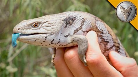 Coyote Peterson Removes Two Ticks From A Grateful Blue Tongue Skink In