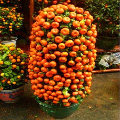 Big Promotionmandarin Orange Dwarf Bonsai Indoors Outdoors Fruit Tree