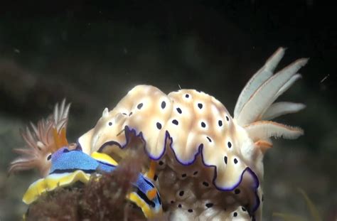 Amazing Creatures Of The Deep Ocean