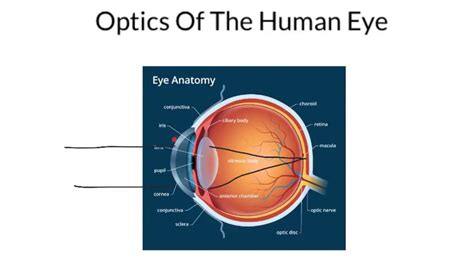 Optics Of The Human Eye Part 1 Youtube