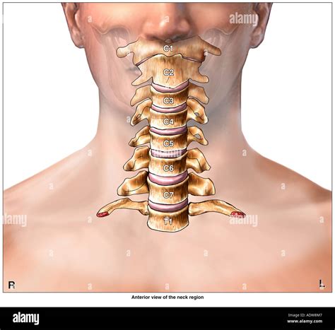 Anatomy Of The Cervical Spine Region Showing Neck Vertebrae Stock Photo