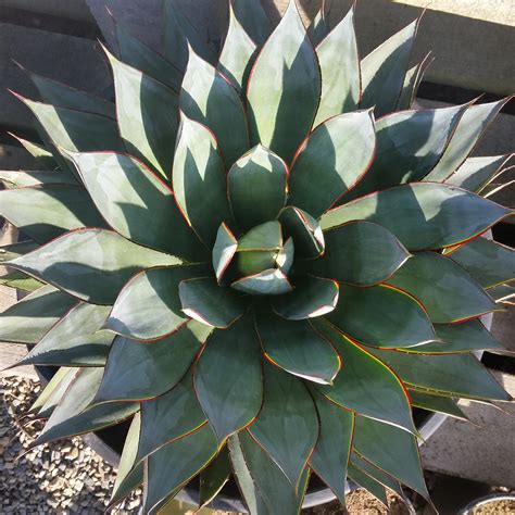 This way, we can form a loving relationship and i don't get watered more or less often than i need to be. Agave 'Blue Glow' - Mid Valley Trees