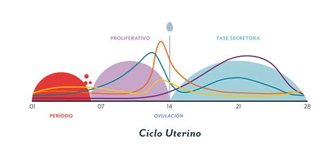 The menstrual cycle begins with menstrual bleeding (menstruation), which marks the first day of the follicular phase. Conoce todas las fases de tu ciclo menstrual