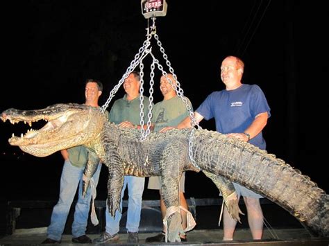 (file | abc3340.com) talladega, ala. Check out this 13-foot Alabama alligator catch! Season ...