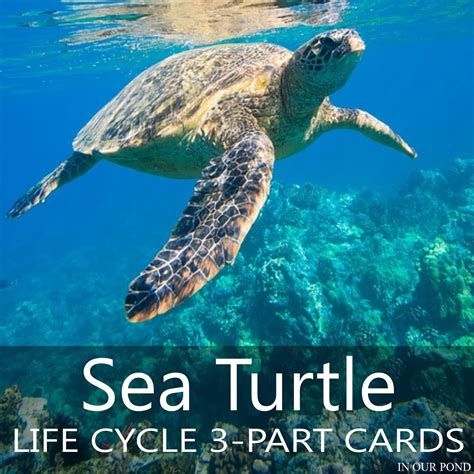 Montessori Inspired Sea Turtle Life Cycle 3 Part Cards