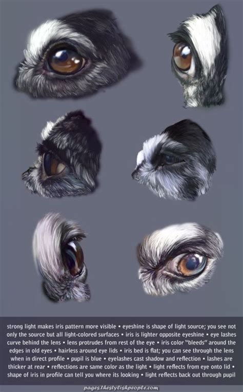 We have almost everything on ebay. Creative and Great Canine Eye Research with Notes by *KlakKlak on deviantART. Animal Anatomy ...