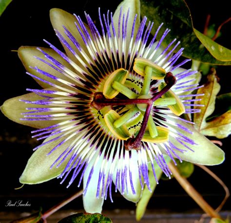 Flores Y Plantas Passifloráceas Passiflora Incarnata Mburucuya La Flor De La Pasión