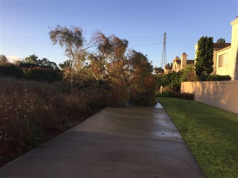 Lots Of Fallentrees In Irvine Irvine Orange County Sidewalk