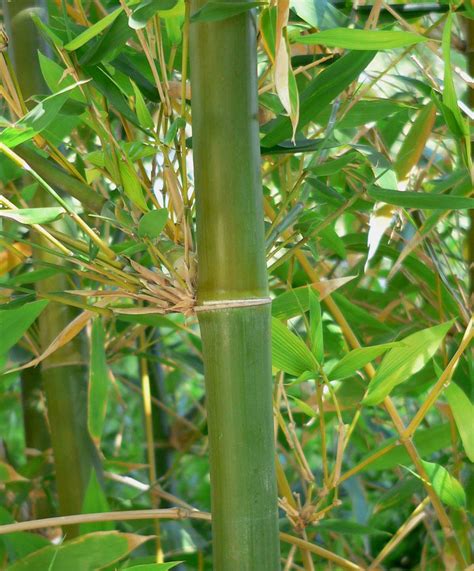 Bambusa Oldhamii Giant Timber Oldhams Bol Bamboo Sourcery