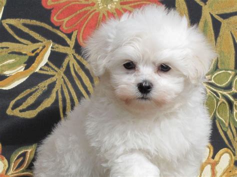 Silky Paws Cotons Coton De Tulear Puppies For Sale In Beaumont Tx