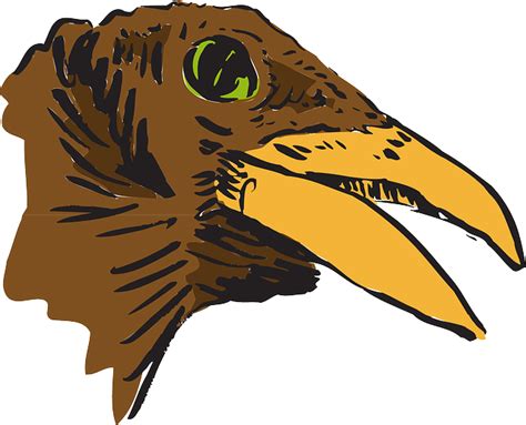 Download Bird Head Nature Royalty Free Vector Graphic Pixabay