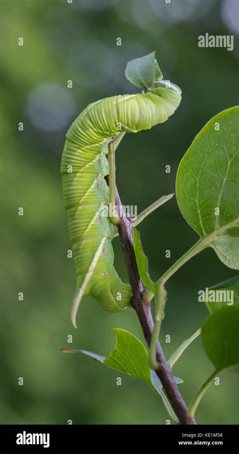 Tobacco Hornworm Caterpillar Manduca Sexta Eating A Leaf Ontario