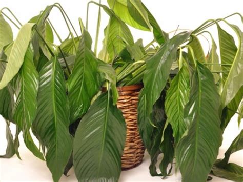 I wouldn't water it until the top inch or so of compost feels dry and you see some signs of the leaves recovering. Advice - How to Help Wilting Indoor Plants Recover