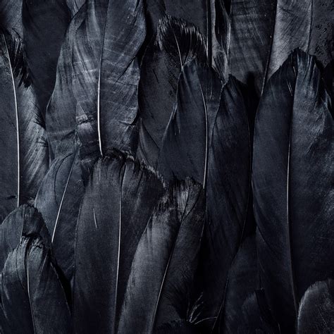 Black Feather Wallpapers Wallpaper Cave