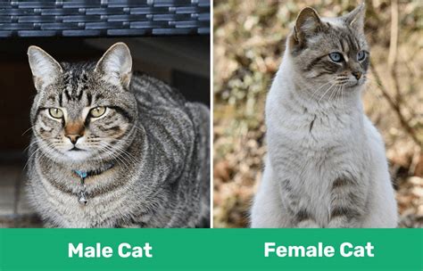 Male Vs Female Cats Whats The Difference Male Vs Female Cats