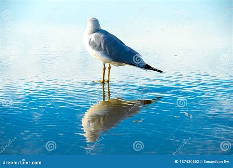 Seagull On The Beach With Her Reflection On The Water Before Sunset