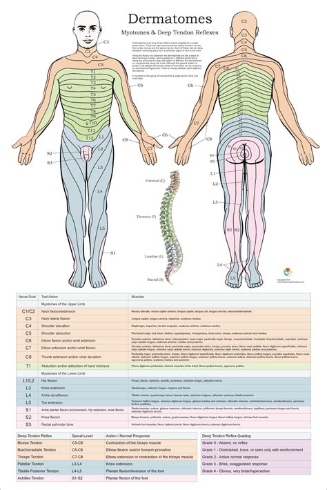 Dermatomes Myotomes And DTR Poster X Chiropractic Etsy Spinal Nerve Human Muscle