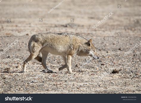 Tibetan Wolf Full Body Canis Lupus Stock Photo 1952584390 Shutterstock