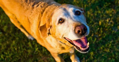 Dogs do not want to show any signs of weakness. The 10 Things You Can Do for Your Dog's Joint Pain - Canine15