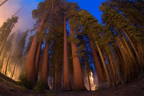 Giant Sequoias And Fire Sequoia And Kings Canyon National Parks U S National Park Service