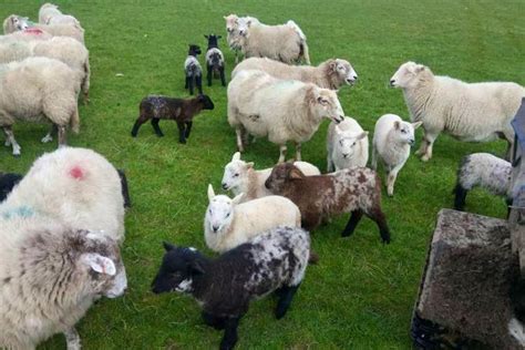 50 South Wales Mountain Cross Breeding Ewes Lambs Shearlings With