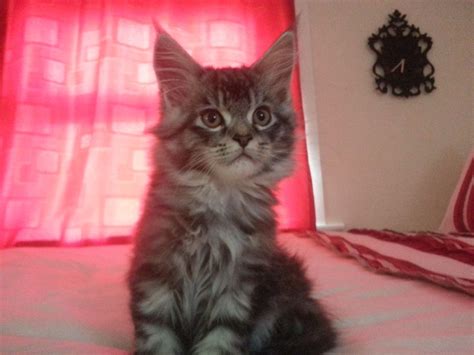 11 Week Old Male Maine Coon Mix Kitten For Sale London