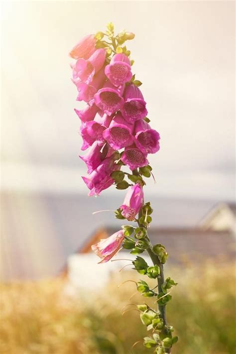 Genus of flowering plants in the family plantaginaceae. Ireland-Flowers-Ring of Dingle-Fox Gloves-Photography ...