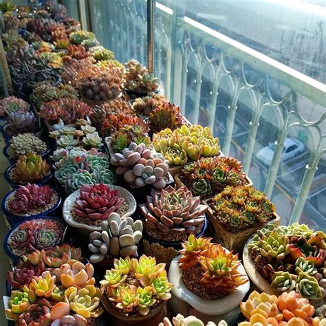 Summer gardening can be a lucrative activity to venture for the entire family. 60 Beautiful Succulent Ideas For Summer | Succulents ...