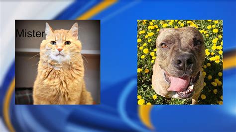 Want to become an animal shelter volunteer? Meet the Delta Animal Shelter Cat and Dog of the Month ...