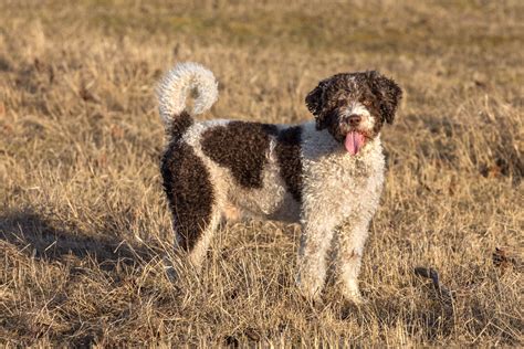 Spanish Water Dog Breed Characteristics And Care