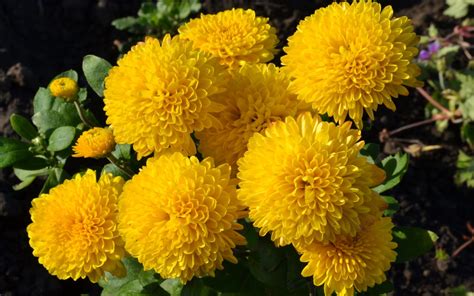 Yellow Chrysanthemums Flowers Wallpapers Pictures Photos Download