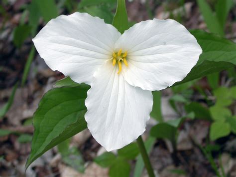 Trilliums Of The Eastern United States Door County Pulse