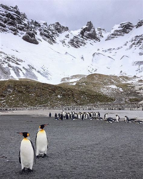 The King Penguins Of South Georgia Island Pic Linsenundpartner Discover Antarctica On A Unique