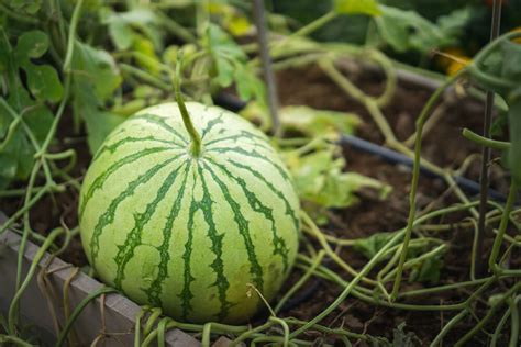 Growing Watermelon In Raised Bed Garden Kellogg Garden Organics
