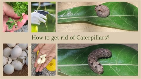 How Do You Get Rid Of A Caterpillar Infestation In Your Garden