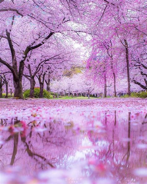 The Beautiful Sakura Trees Of Japan Cherry Blossom Japan Sakura Tree
