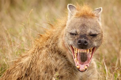 Do Hyena Really Laugh Hyena Laughing Sounds Included