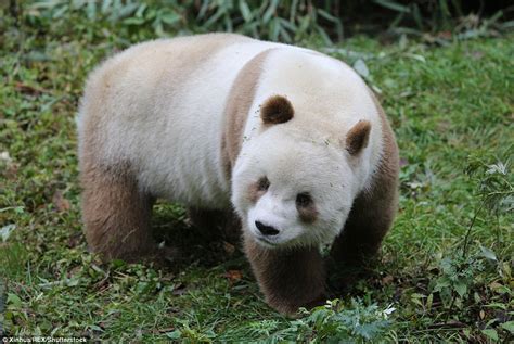 Voici Qizai Lunique Panda Géant Marron Au Monde