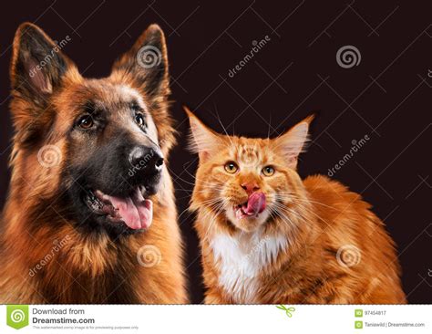 Cat And Dog Together Maine Coon Kitten German Shepherd