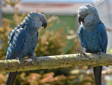 Rare Spixs Macaw Seen In Brazil For First Time In 15 Years